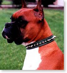 Leather Spiked Dog Collars