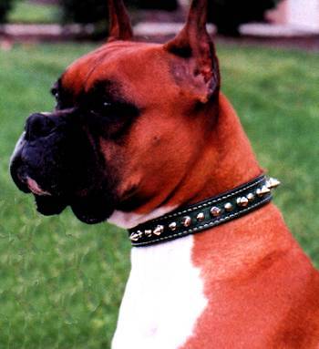 Leather Spiked Dog Collars