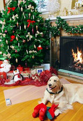 Scat Mats keep dogs away from Christmas Trees