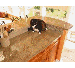 Scat mats can be used on floors, counters and furniture