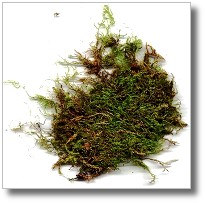 Moss for Terrariums