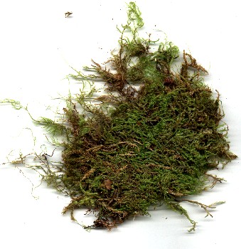 Moss for Terrariums